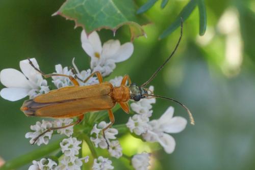 Réf. 235 141 : Oedemera podagrariae